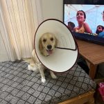 Vetcare pet clinic