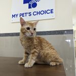 My Pet’s Choice Electronic city