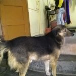 Kumar Pet Clinic