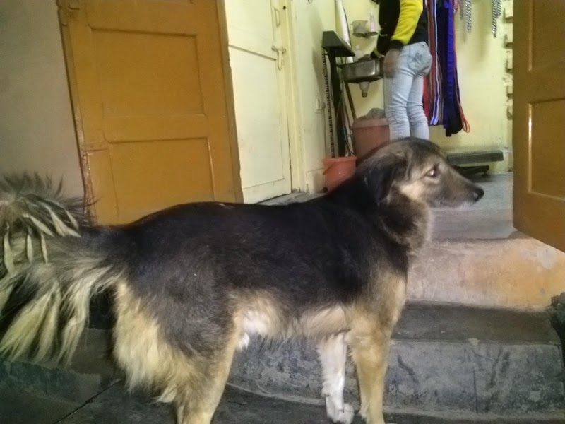 Kumar Pet Clinic