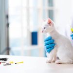 Veterinary Wellness