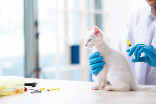 Veterinary Wellness