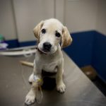 RS Veterinary Clinic | Best Pet Clinic in Banashankari