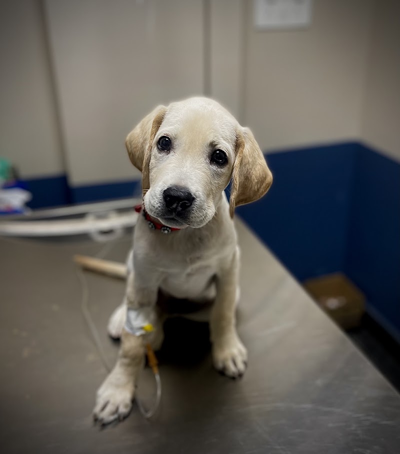 RS Veterinary Clinic | Best Pet Clinic in Banashankari