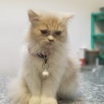 The Pets Planet