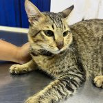 Shwana Pet Clinic