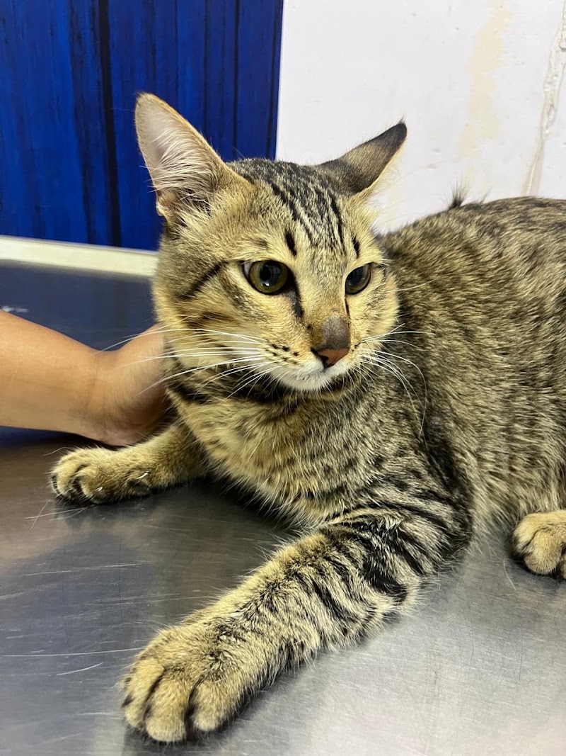 Shwana Pet Clinic
