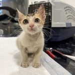 THE PETS UNLIMITED