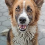 NAJAFGARH PET CLINIC