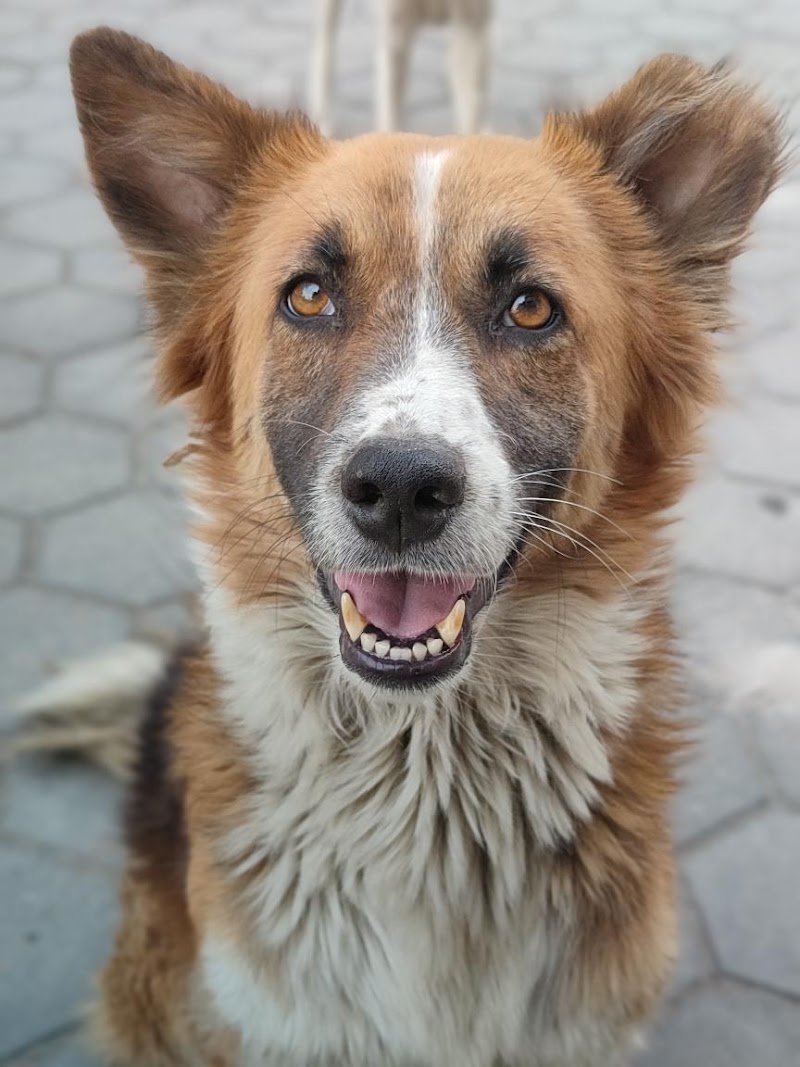 NAJAFGARH PET CLINIC