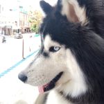 Savi pet hospital and pet store