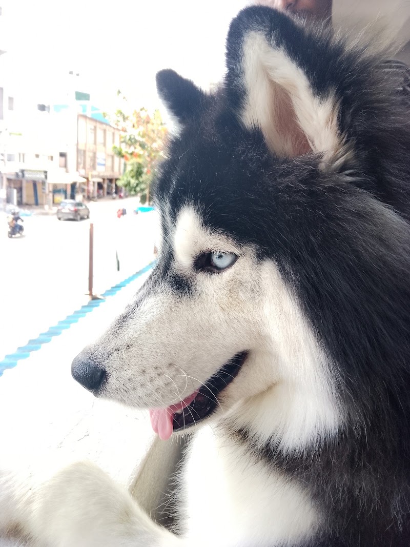 Savi pet hospital and pet store