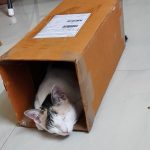 Neha Veterinary Clinic