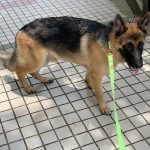 Vet 4 Amazing Pets