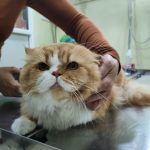 Paw Prints Veterinary Clinic