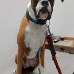 BTM PETS CLINIC