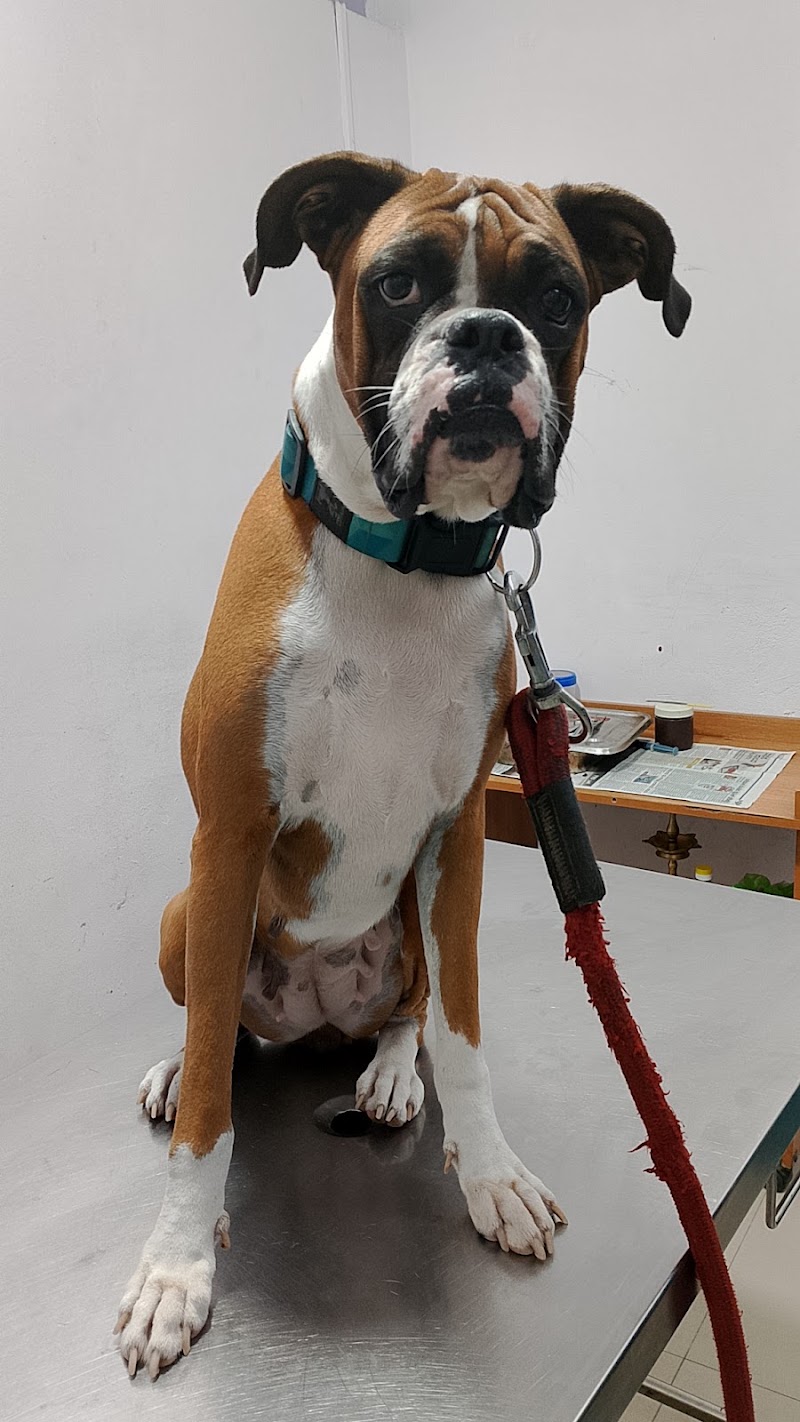BTM PETS CLINIC