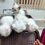 Dhrita pet clinic