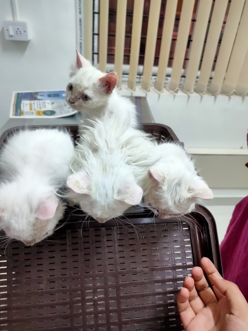 Dhrita pet clinic