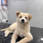 myraplus Pet Health care