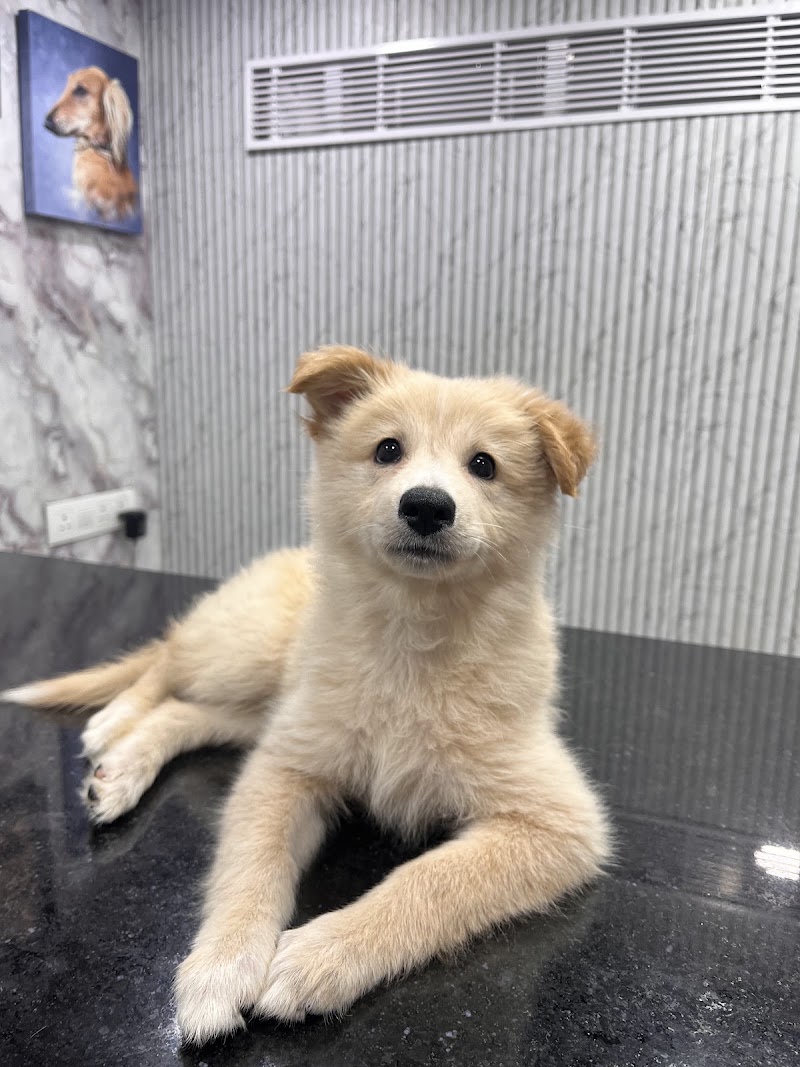 myraplus Pet Health care