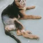 Total Pet Care Veterinary Clinic & Surgery Center