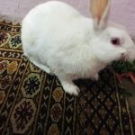 BIRDS & RABBITS Clinic In Delhi