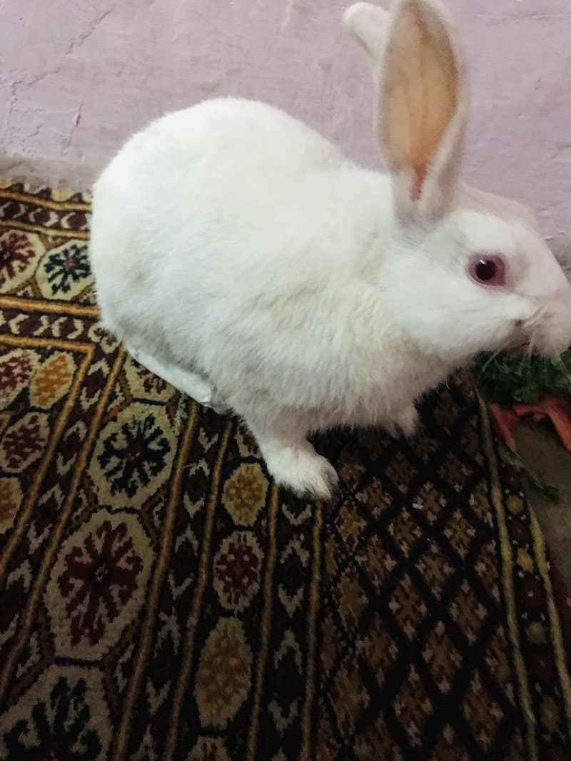 BIRDS & RABBITS Clinic In Delhi