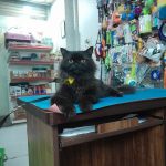 My Pet’s World pets clinic