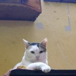 Pet’s Wellness Corner