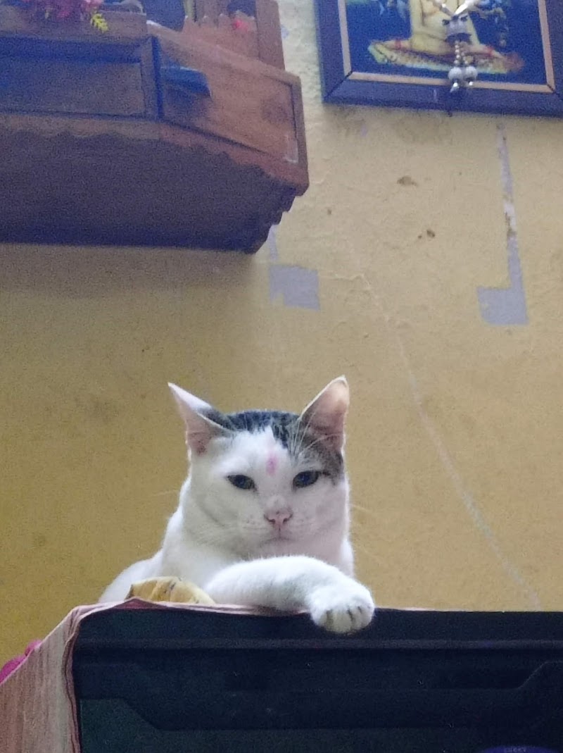 Pet’s Wellness Corner