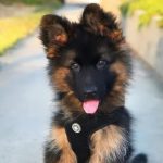 Animal Planet Pet Care Center