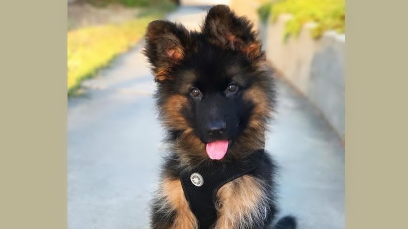Animal Planet Pet Care Center