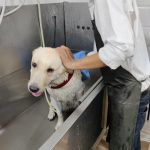Niti Bagh Pet Clinic- GURGAON