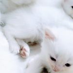 Chauhan Pet Clinic & Grooming.