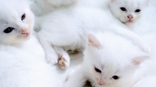 Chauhan Pet Clinic & Grooming.