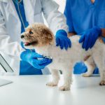 ANIMOL PETS & ANIMALS CLINIC