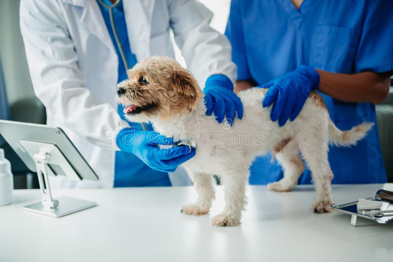 ANIMOL PETS & ANIMALS CLINIC