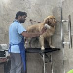 My Honest Paw – Vet & Pet Clinic