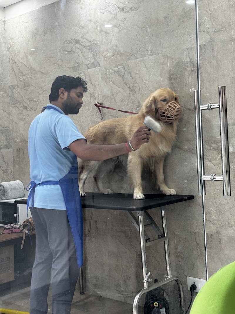 My Honest Paw – Vet & Pet Clinic