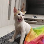 PetZone Powai Veterinary Clinic