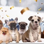 Oasis Pet Care