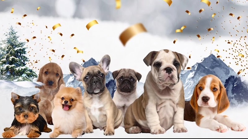 Oasis Pet Care