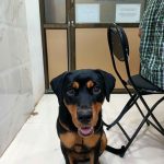 JOSHI’S VETERINARY CLINIC | Pet Medical & Surgical Clinic