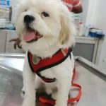 Dr Kokane’s Animal Clinic