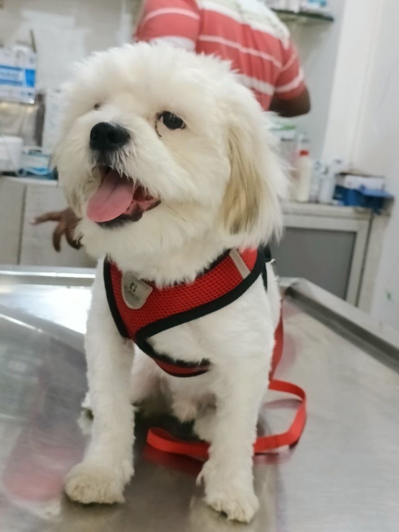 Dr Kokane’s Animal Clinic