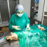 MINISTRY OF PETS ANIMAL CLINIC AND SURGERY CENTER
