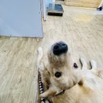 PetZone Mahalaxmi Veterinary Clinic