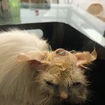 Dr.patil Pet care