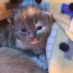 The Paws Friend: pet services at home